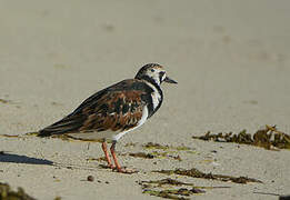 Ruddy Turnstone