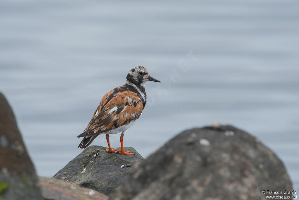 Ruddy Turnstone