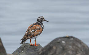 Ruddy Turnstone