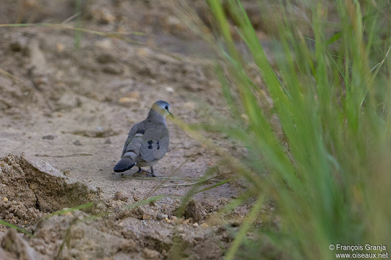 Black-billed Wood Doveadult