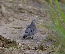 Black-billed Wood Dove