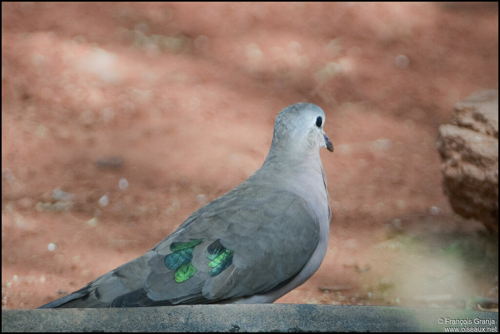 Emerald-spotted Wood Dove