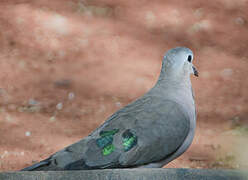 Emerald-spotted Wood Dove