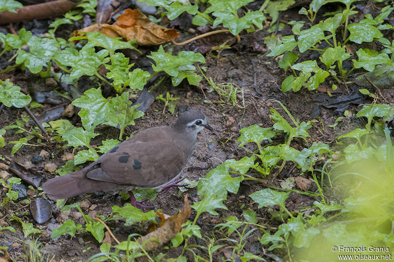 Tambourine Dove