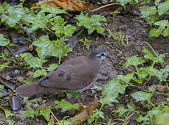 Tambourine Dove