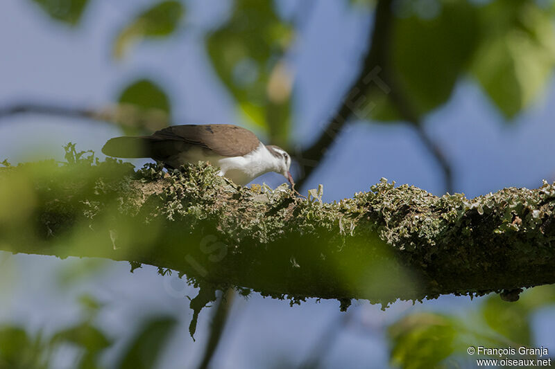 Tambourine Doveadult