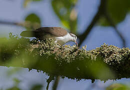 Tambourine Dove