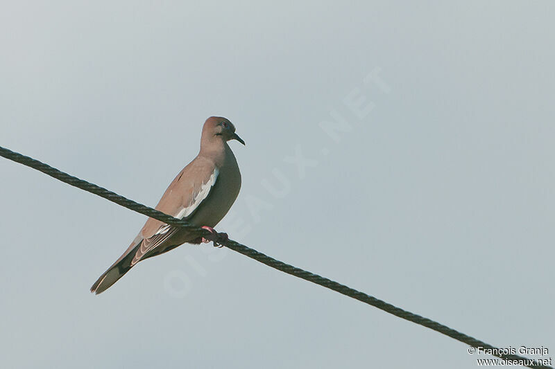 White-winged Doveadult