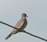 White-winged Dove