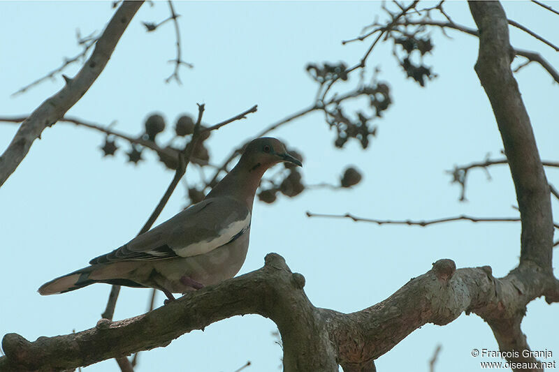 Tourterelle à ailes blanchesadulte