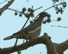 White-winged Dove