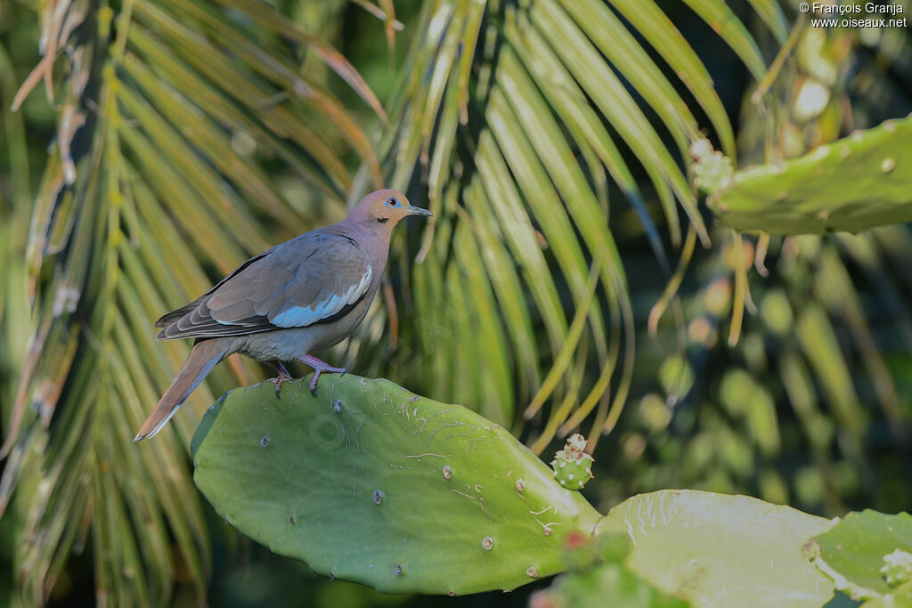 White-winged Dove