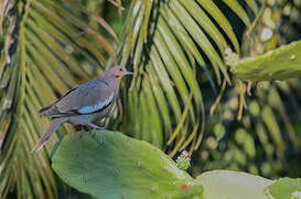 White-winged Dove