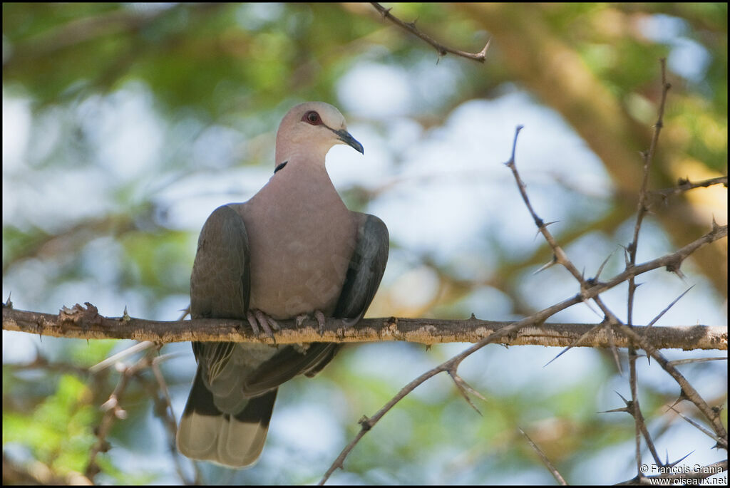 Red-eyed Dove