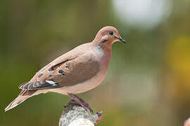 Zenaida Dove