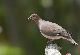 Zenaida Dove