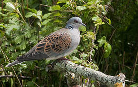 European Turtle Dove