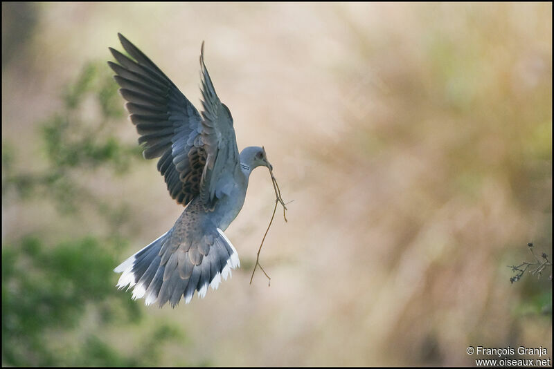 European Turtle Doveadult, Flight, Reproduction-nesting