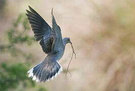 European Turtle Dove