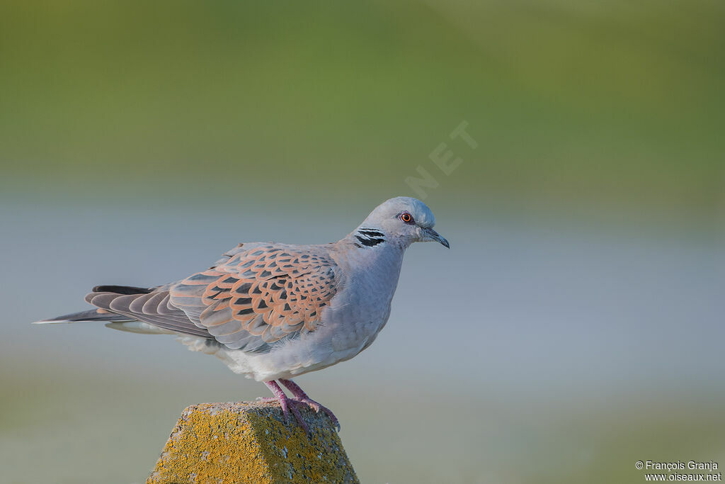 European Turtle Dove