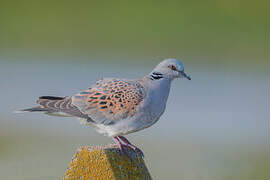 European Turtle Dove