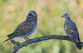 European Turtle Dove