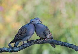 European Turtle Dove