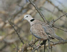 Ring-necked Dove