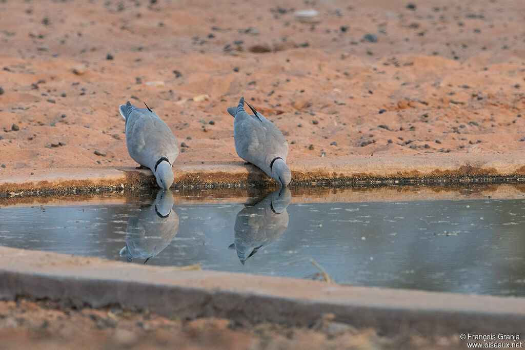 Ring-necked Dove