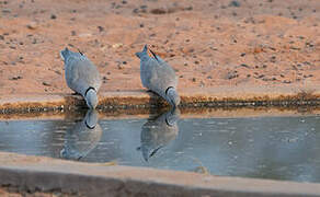 Ring-necked Dove