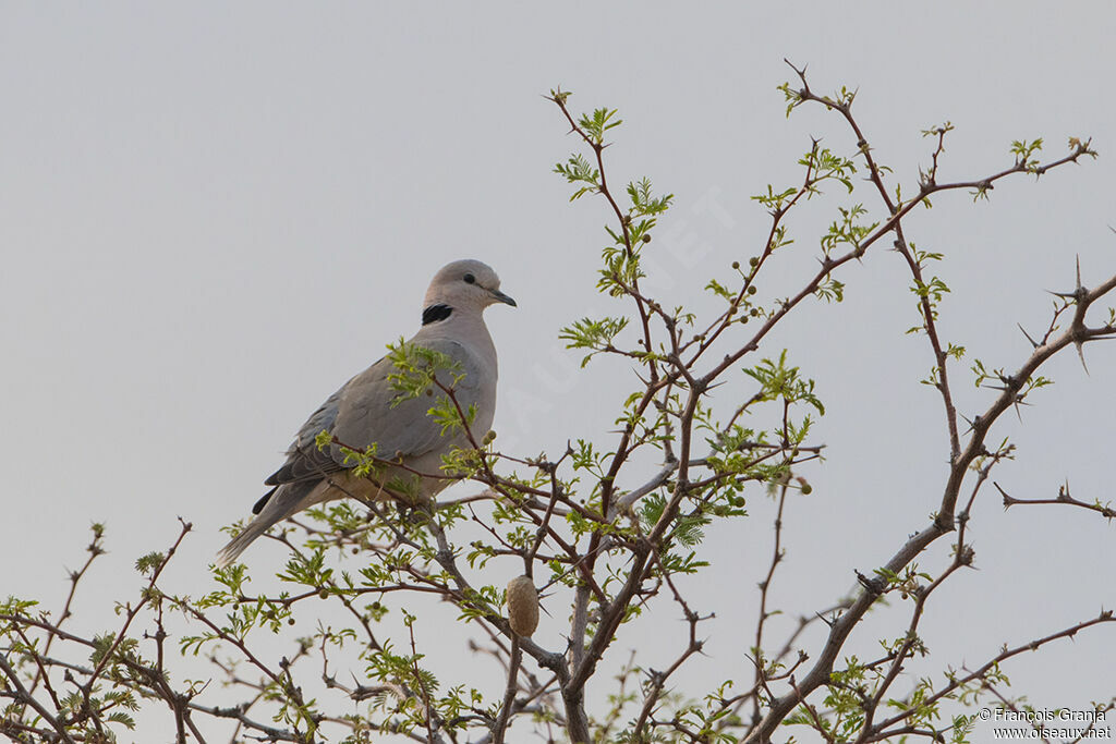 Ring-necked Dove