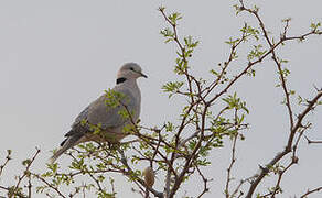 Ring-necked Dove