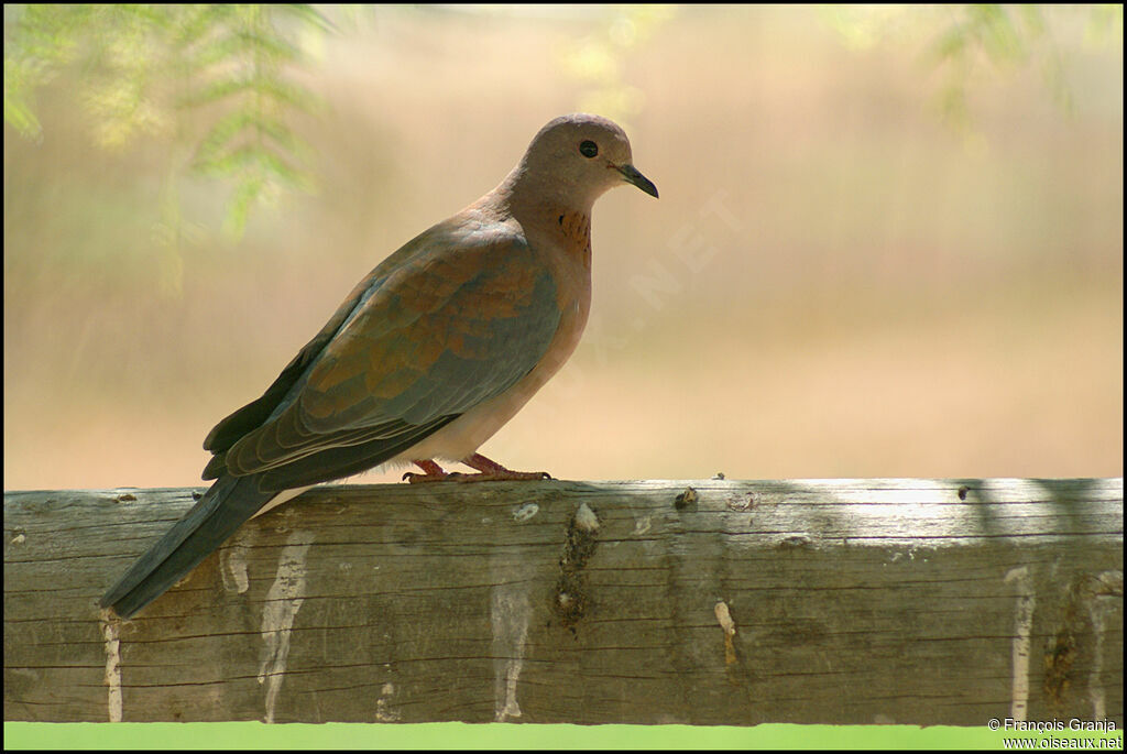 Laughing Dove