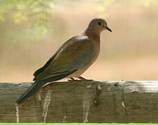 Laughing Dove