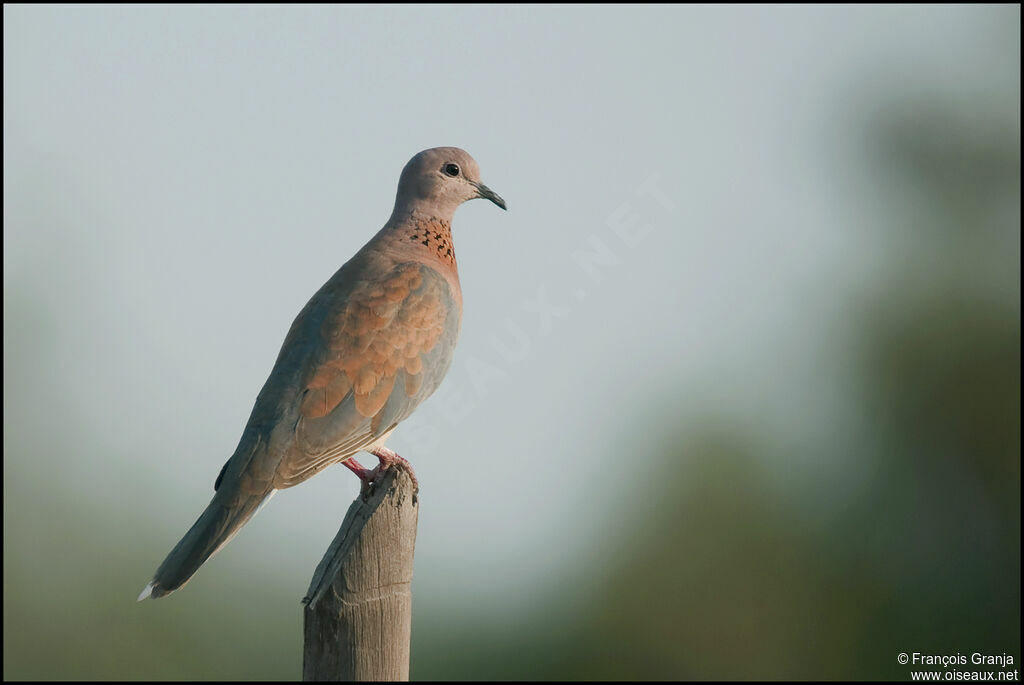 Laughing Dove