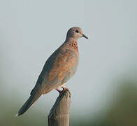 Laughing Dove