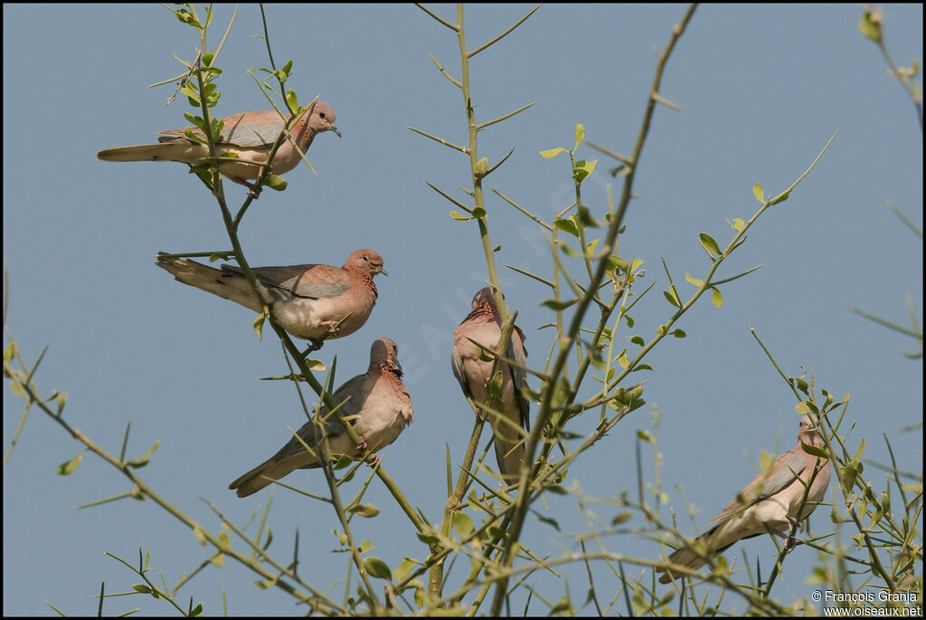 Laughing Dove, Behaviour