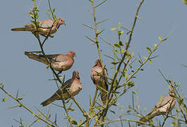 Laughing Dove