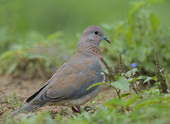 Laughing Dove