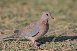 Laughing Dove