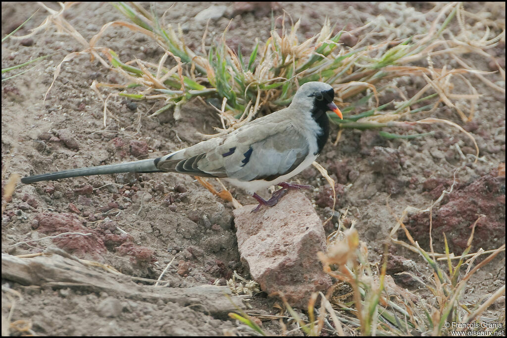 Namaqua Dove