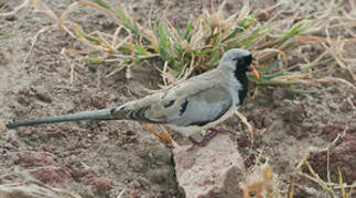 Namaqua Dove