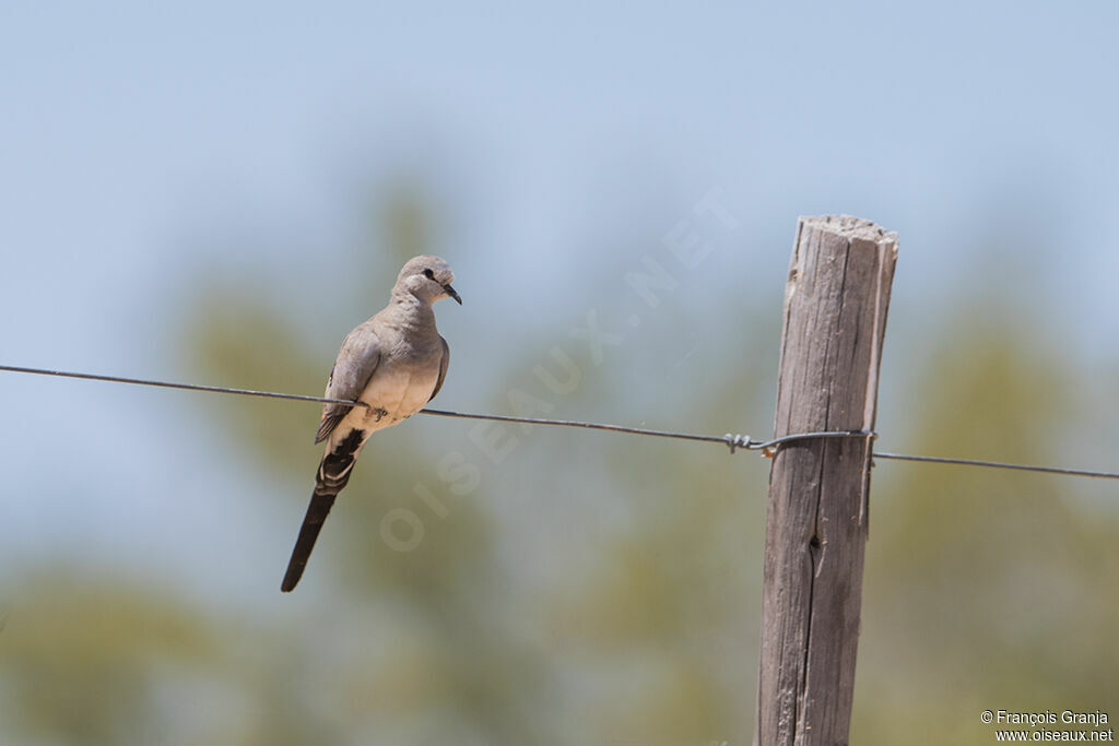 Namaqua Dove