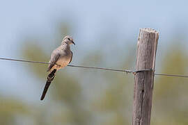 Namaqua Dove