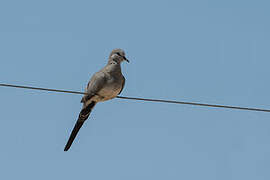 Namaqua Dove