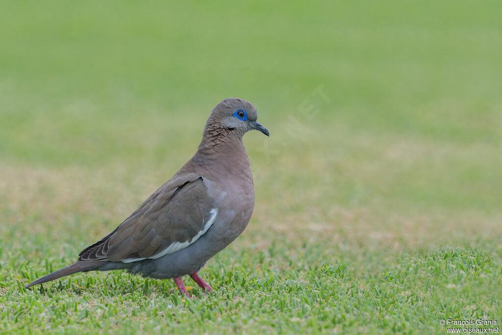 West Peruvian Dove