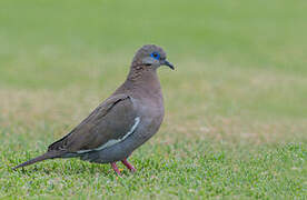 West Peruvian Dove