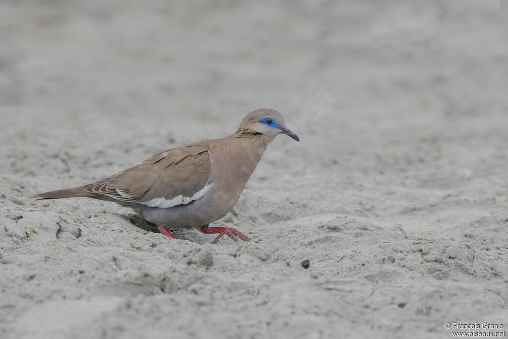 West Peruvian Dove