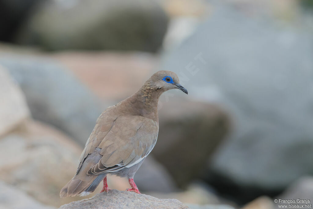 West Peruvian Dove