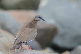 West Peruvian Dove